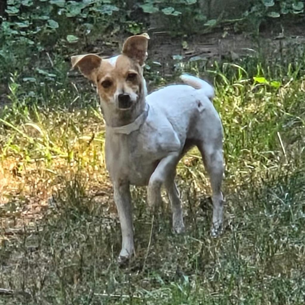 Enlarge Juniper, a Adoptable mixed breed in Thompson Falls, MT image 1/1