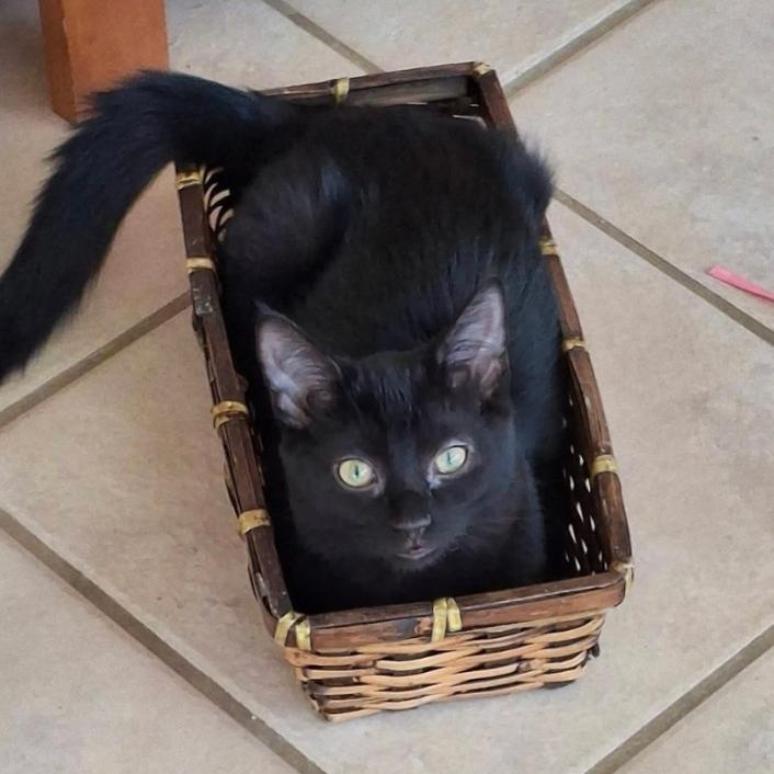 SHINE, Adoptable, Young Female Domestic Short Hair.