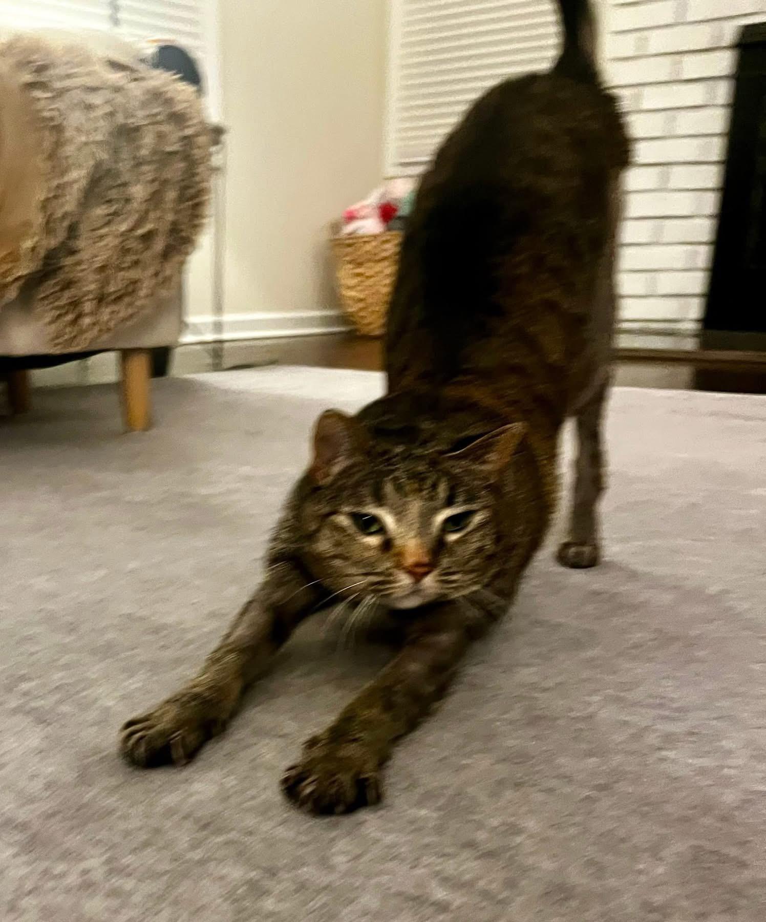 Enlarge Clawdia ( sweet & friendly), a Adopted mixed breed in Staten Island, NY image 5/6