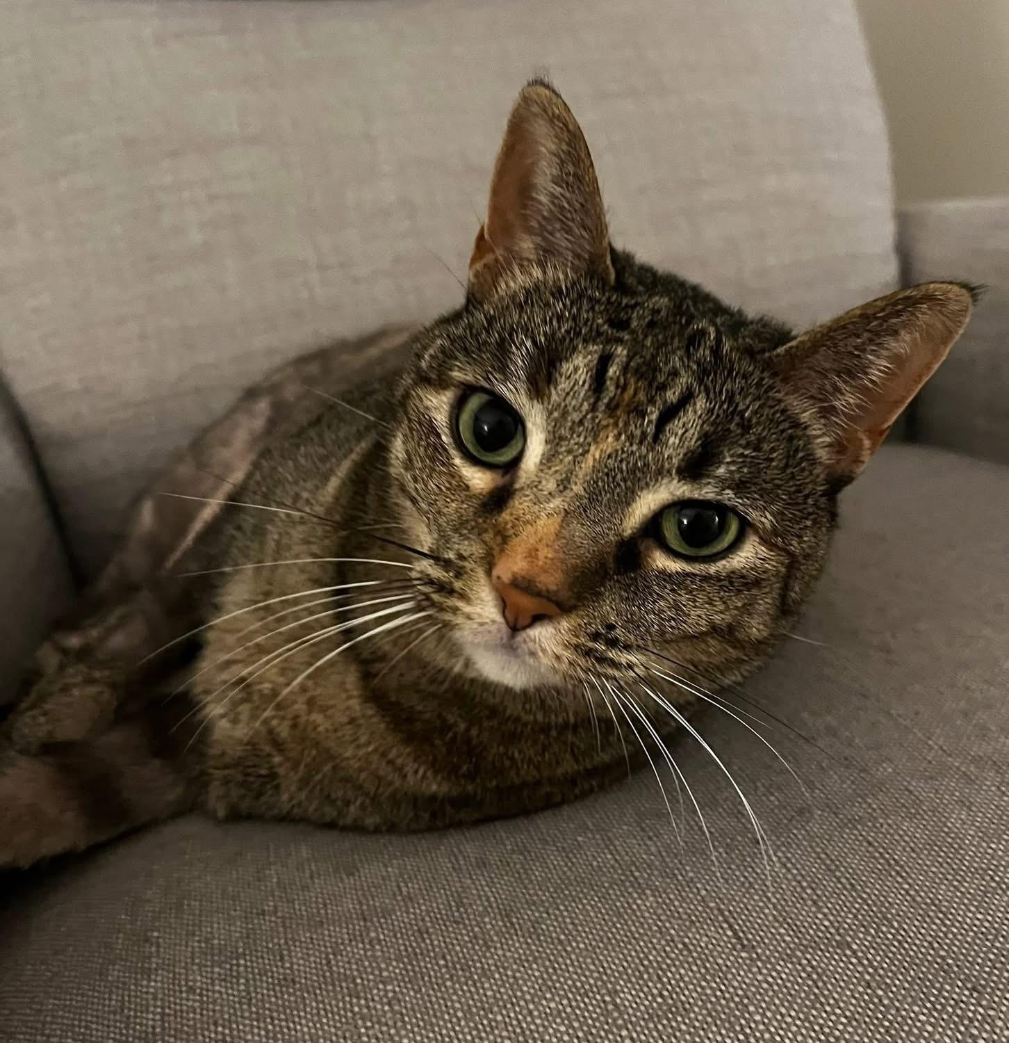 Enlarge Clawdia ( sweet & friendly), a Adopted mixed breed in Staten Island, NY image 2/6