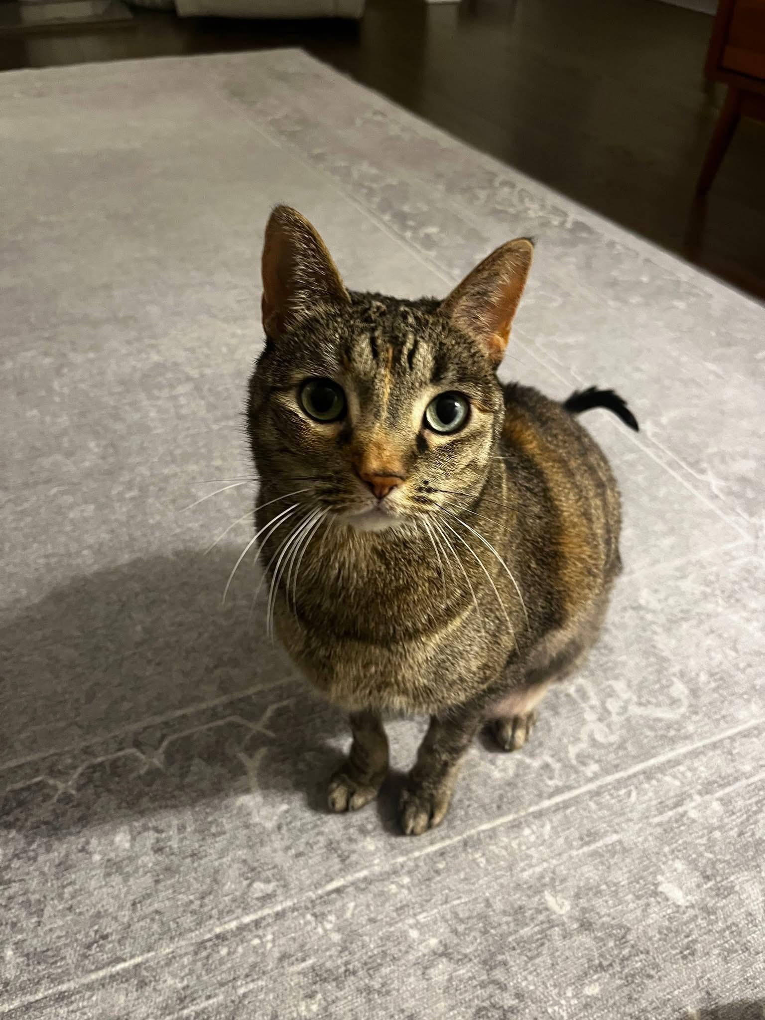 Enlarge Clawdia ( sweet & friendly), a Adopted mixed breed in Staten Island, NY image 6/6