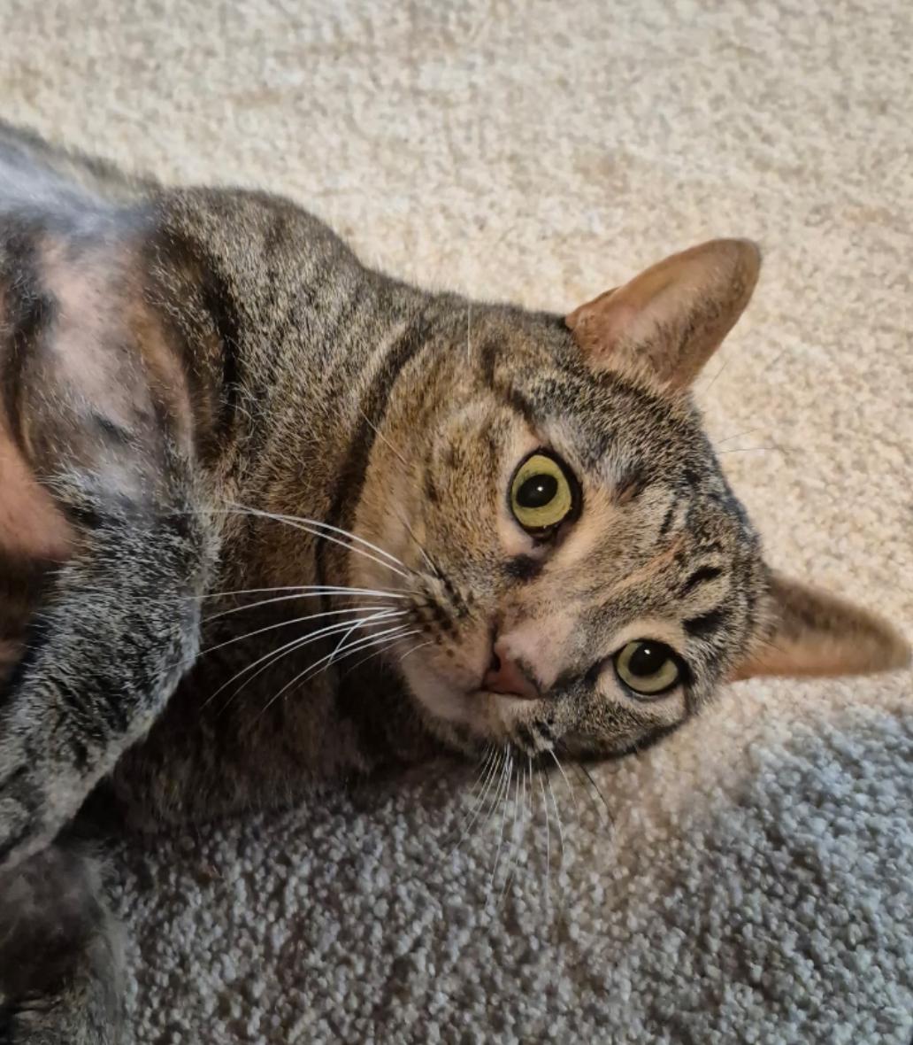 Enlarge Clawdia ( sweet & friendly), a Adopted mixed breed in Staten Island, NY image 3/6