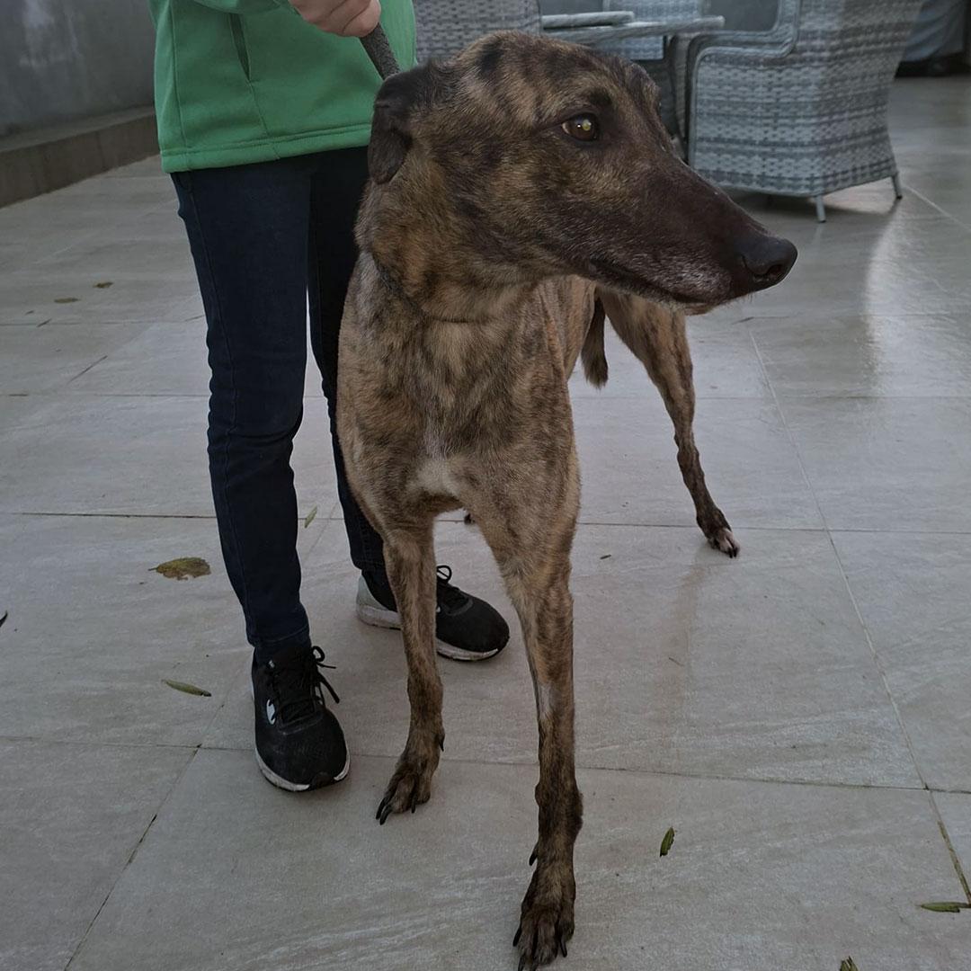 Paudge, a ADOPTABLE Greyhound in Orange, CT image 1/3