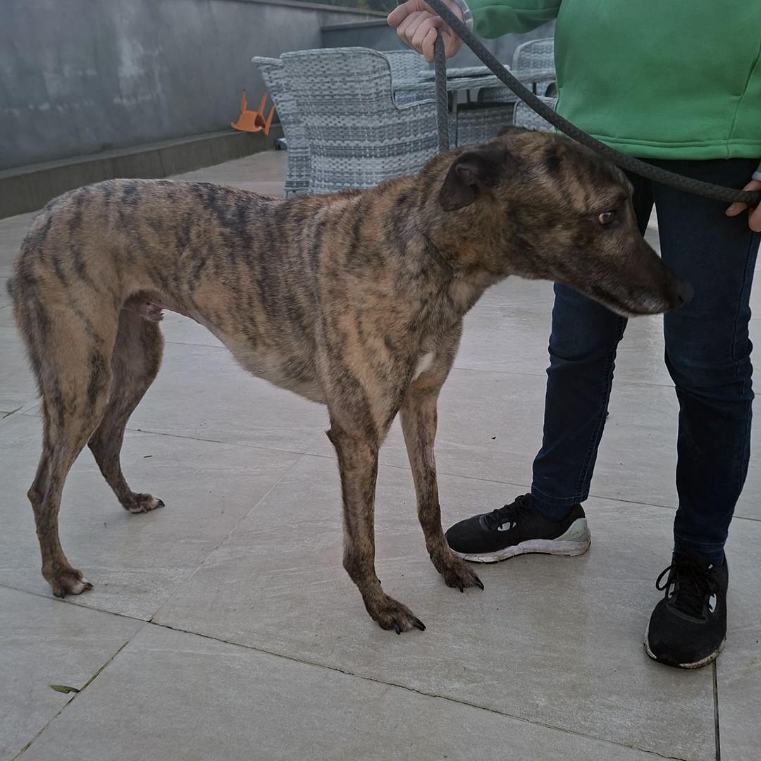 Paudge, a ADOPTABLE Greyhound in Orange, CT image 2/3