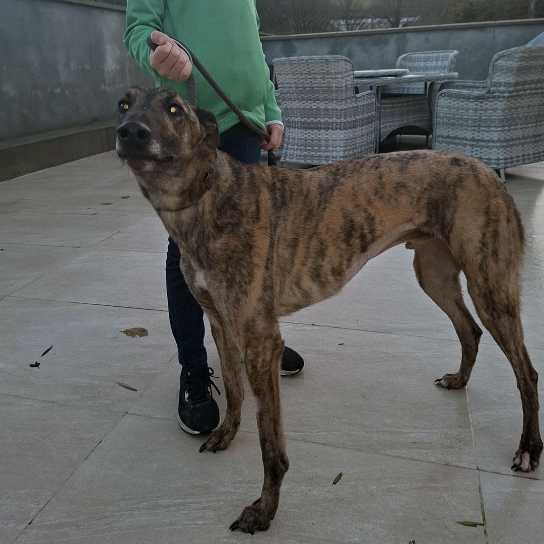 Paudge, a ADOPTABLE Greyhound in Orange, CT image 3/3