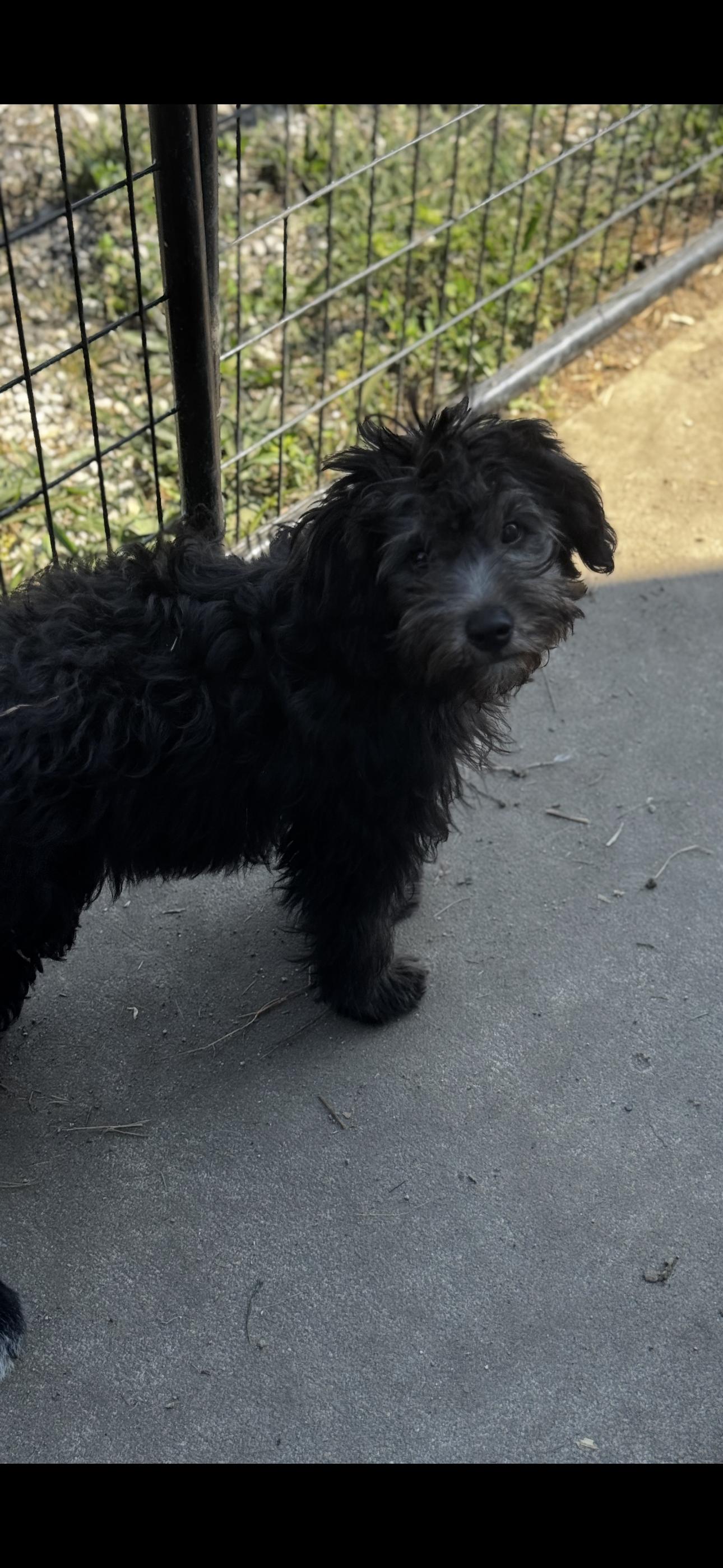 Curly (mini Aussie), an adoptable Aussiedoodle in Chesterfield, MO, 63017 | Photo Image 2