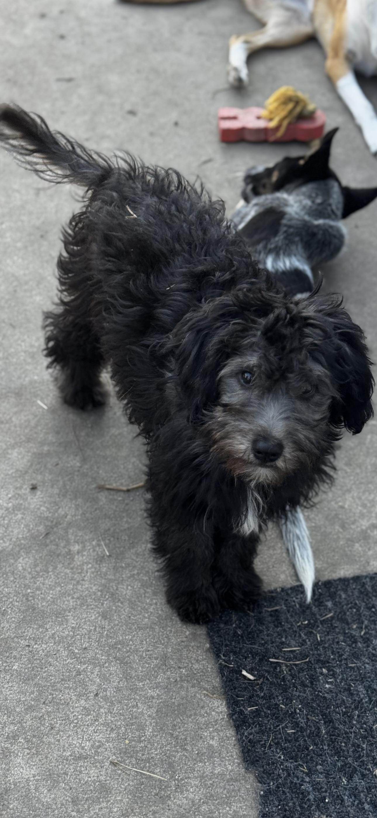 Curly (mini Aussie), an adoptable Aussiedoodle in Chesterfield, MO, 63017 | Photo Image 1