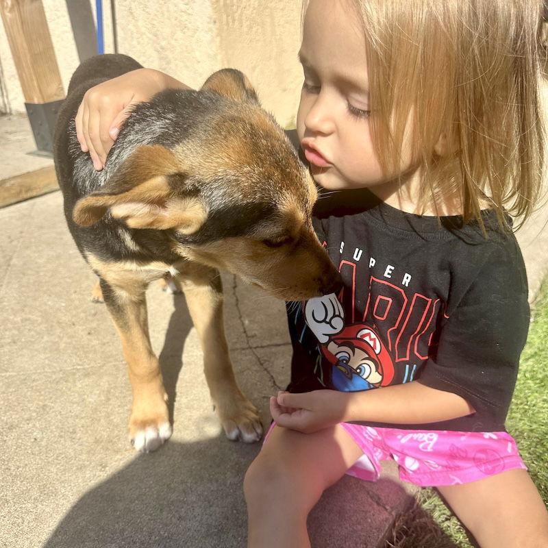 Shy, Adopted, Young Female German Shepherd Dog & Australian Shepherd.