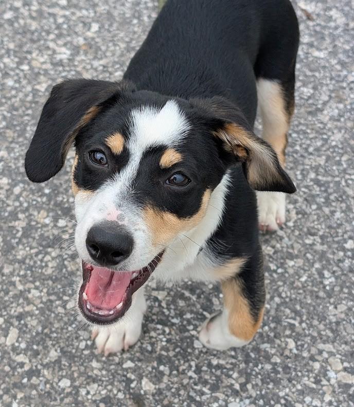 Enlarge Louie, an adopted mixed breed in Carthage, IL image 3/6