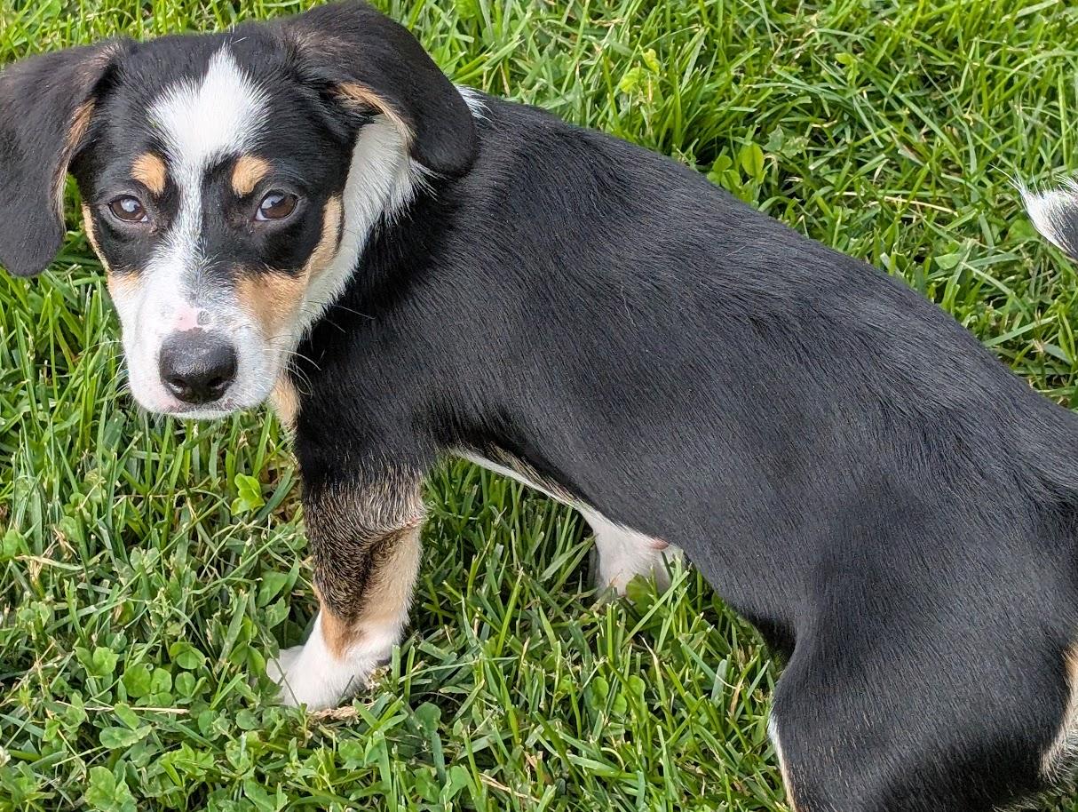 Enlarge Louie, an adopted mixed breed in Carthage, IL image 6/6