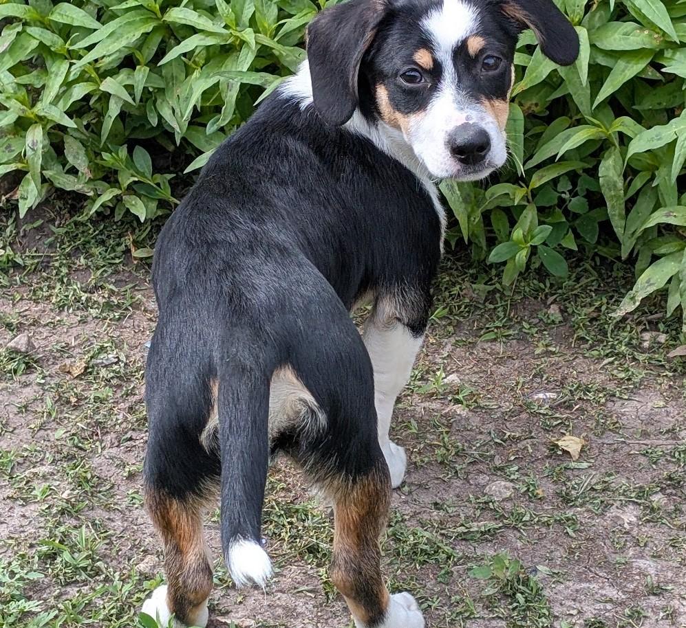 Enlarge Louie, an adopted mixed breed in Carthage, IL image 5/6