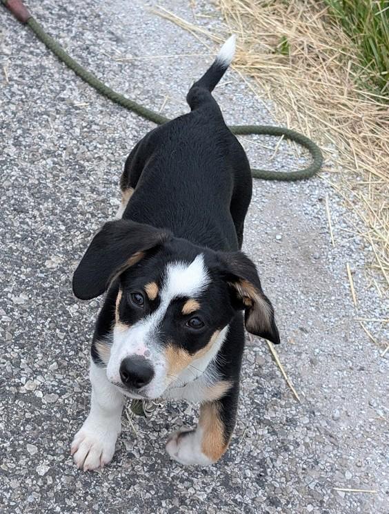 Enlarge Louie, an adopted mixed breed in Carthage, IL image 4/6