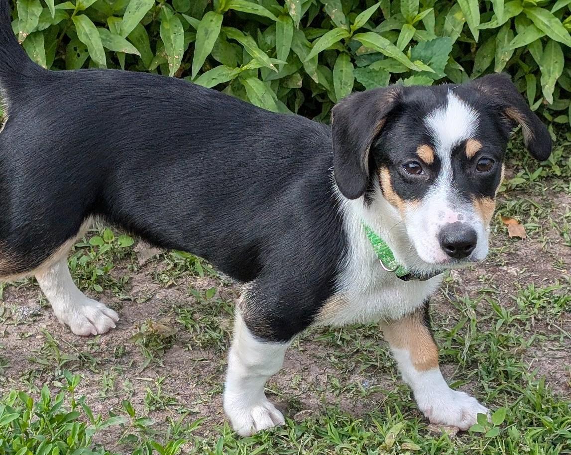 Louie, adopted, Puppy Male Dachshund & Terrier.