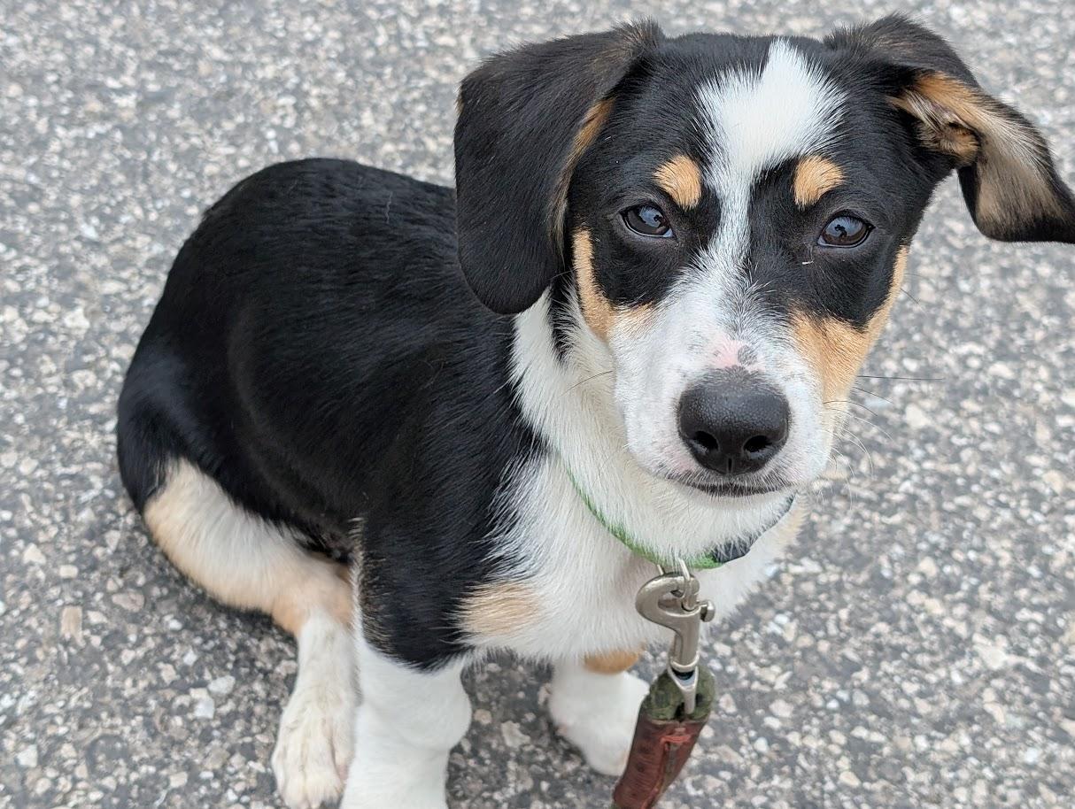 Enlarge Louie, an adopted mixed breed in Carthage, IL image 2/6