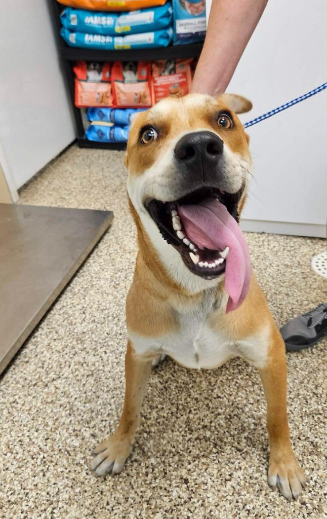Sunny, Adoptable, Young Male Mixed Breed.