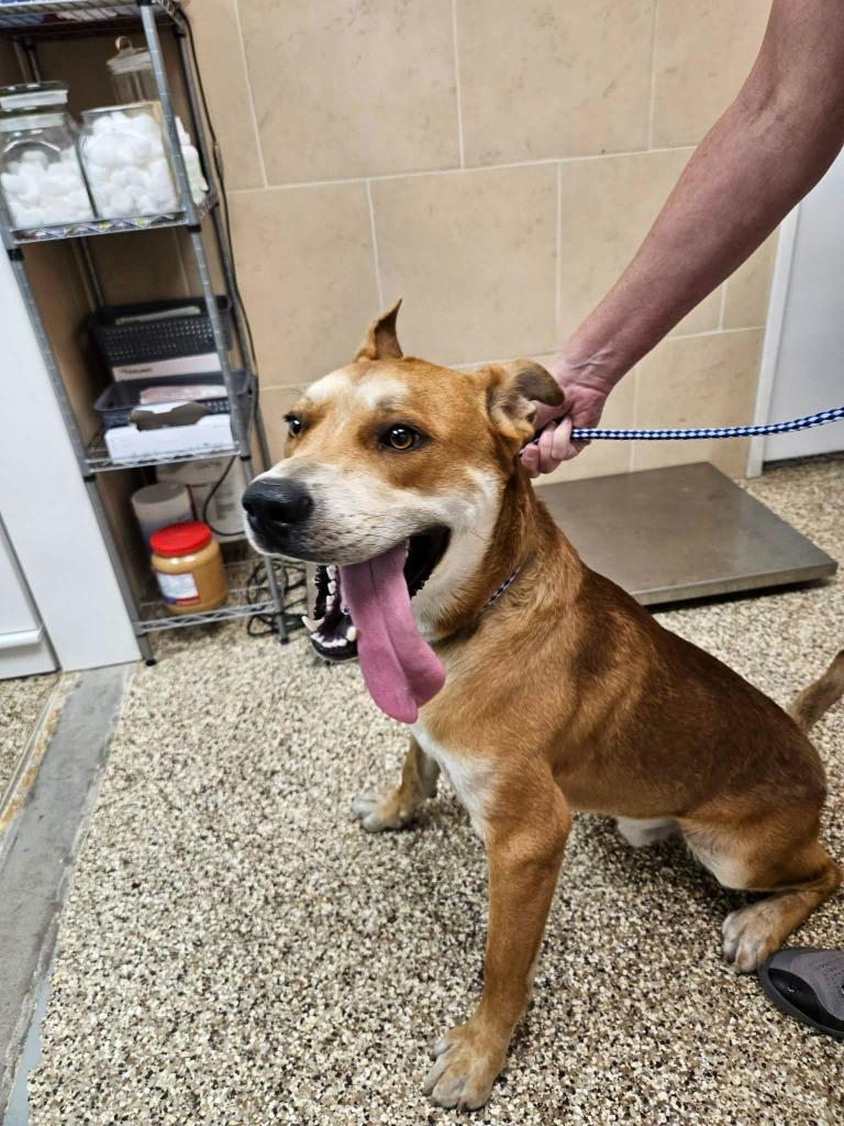 Sunny, a Adoptable mixed breed in Pratt, KS image 2/3