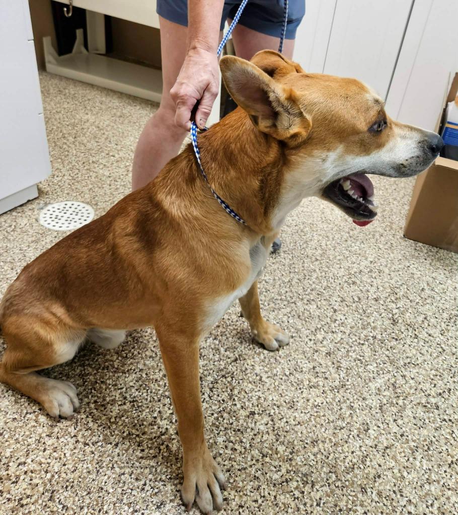 Sunny, a Adoptable mixed breed in Pratt, KS image 3/3