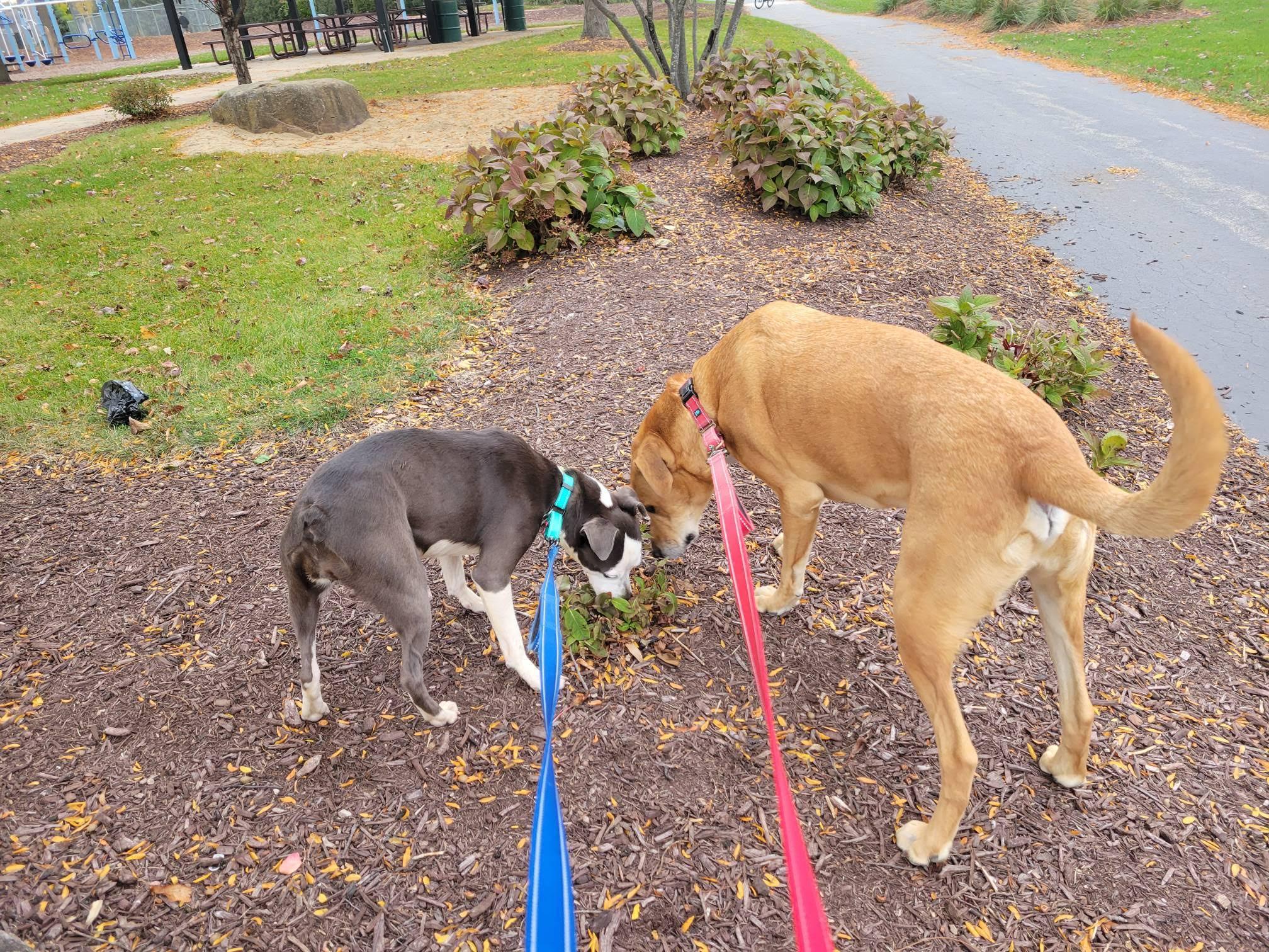 Enlarge Poppy, a Adopted mixed breed in Gilberts, IL image 3/5