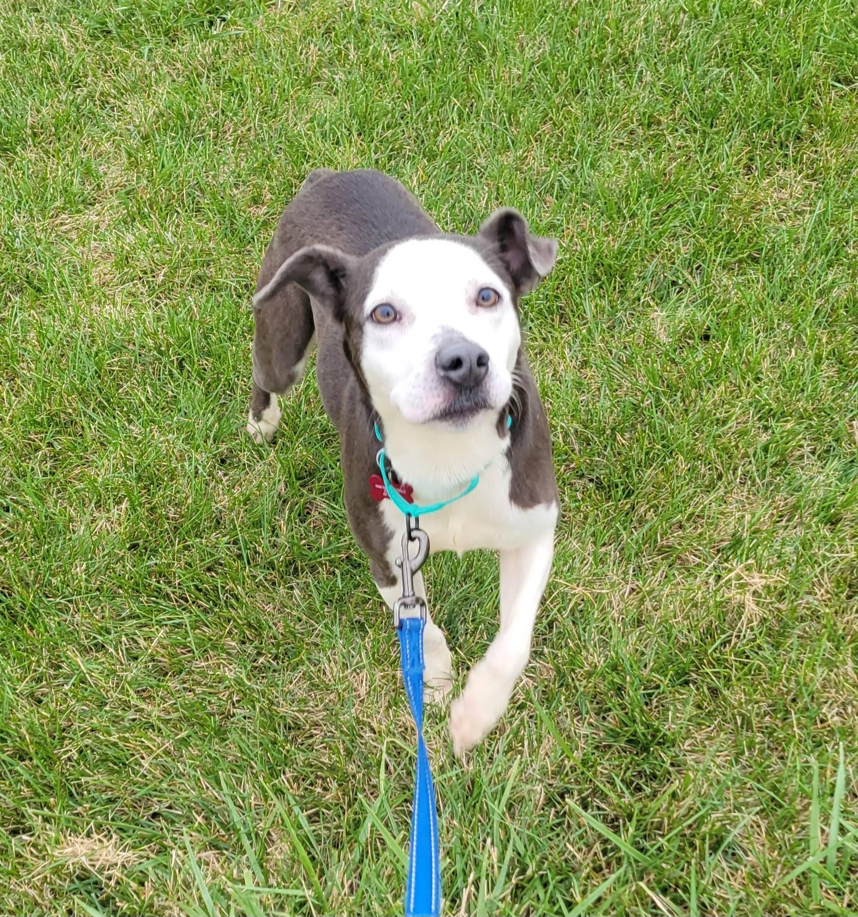 Enlarge Poppy, a Adopted mixed breed in Gilberts, IL image 4/5