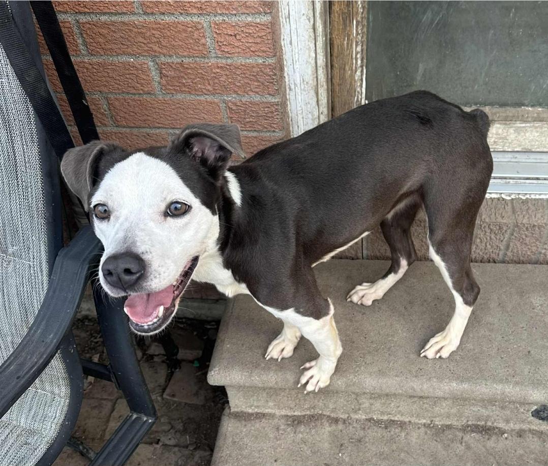 Poppy, Adopted, Adult Female Boston Terrier.