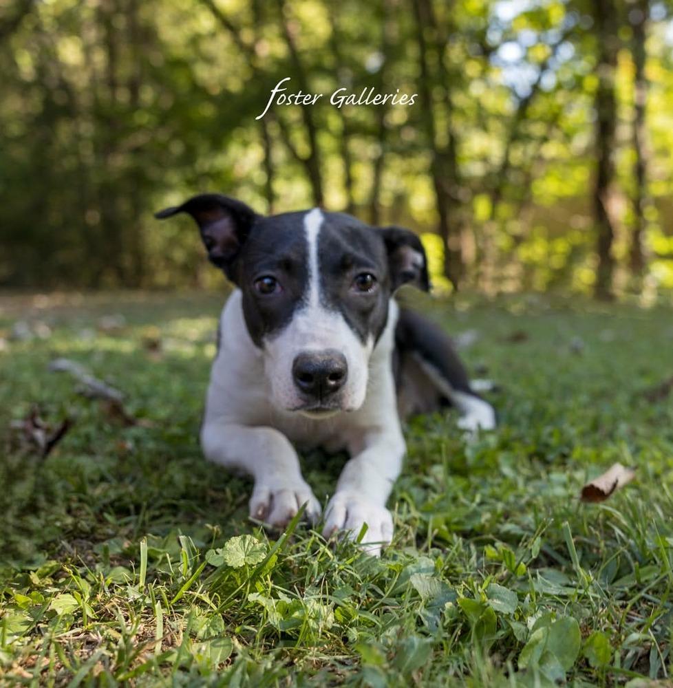 Dana, Adoptable, Puppy Female Border Collie.