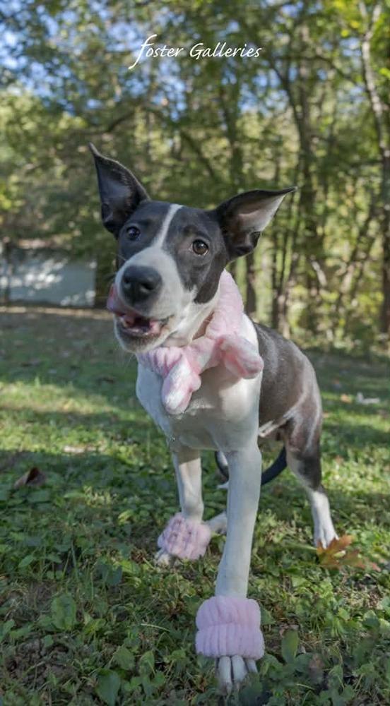 Enlarge Dana, a Adoptable mixed breed in Middletown, CT image 2/3