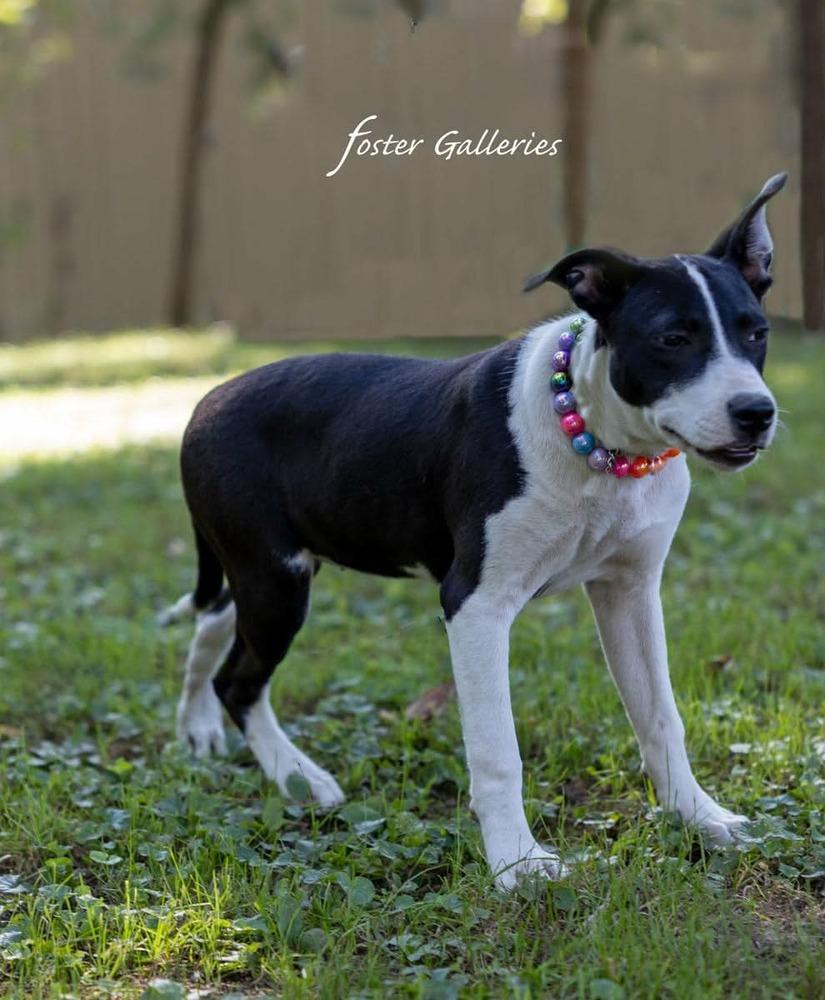 Enlarge Dana, a Adoptable mixed breed in Middletown, CT image 3/3