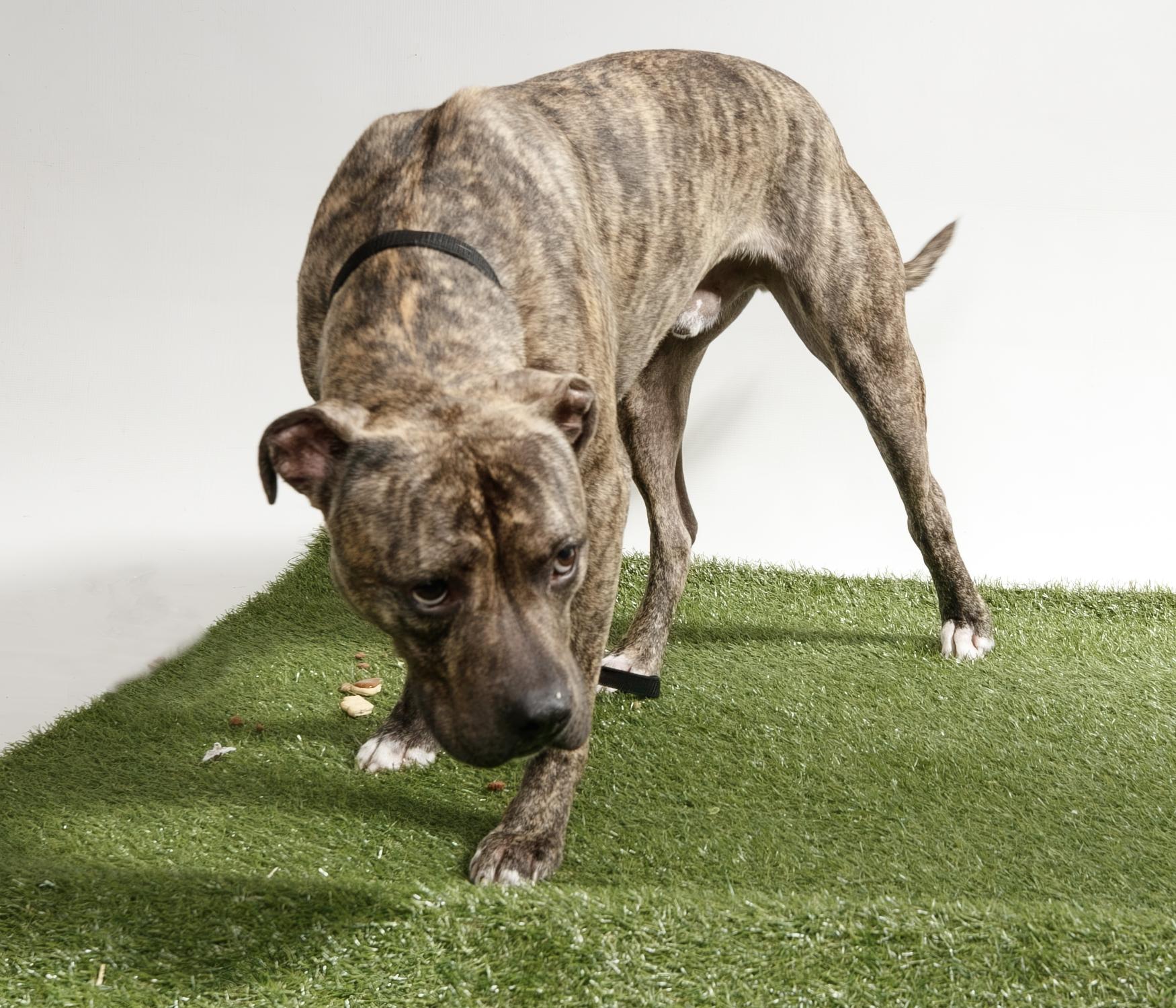 Enlarge Apollo, a Adopted Cane Corso in Harvey , LA image 4/6