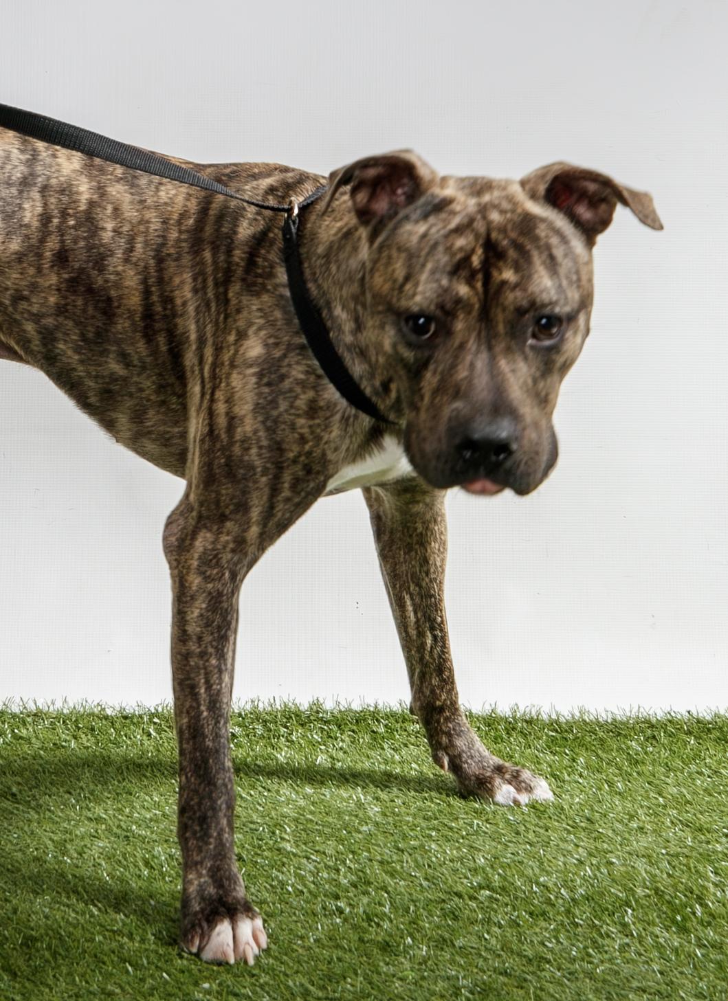 Enlarge Apollo, a Adopted Cane Corso in Harvey , LA image 3/6