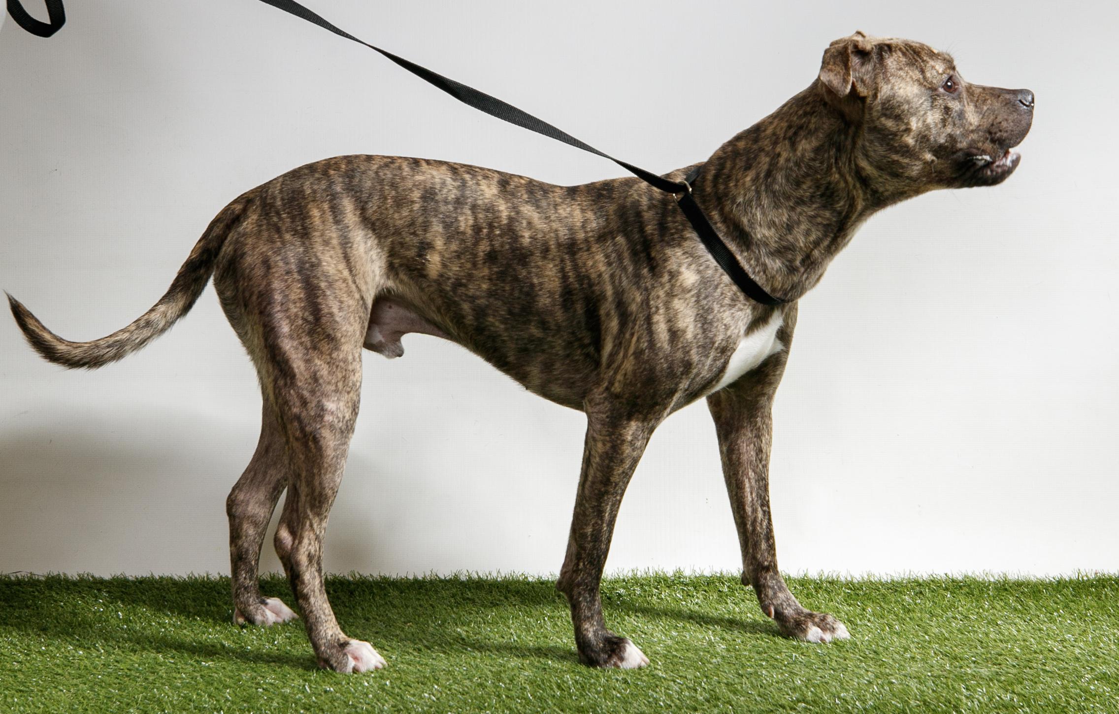 Enlarge Apollo, a Adopted Cane Corso in Harvey , LA image 2/6