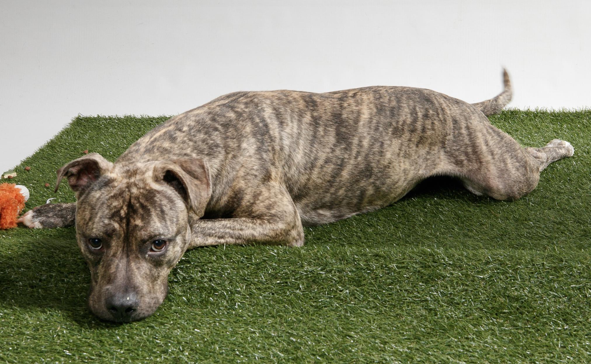 Enlarge Apollo, a Adopted Cane Corso in Harvey , LA image 5/6