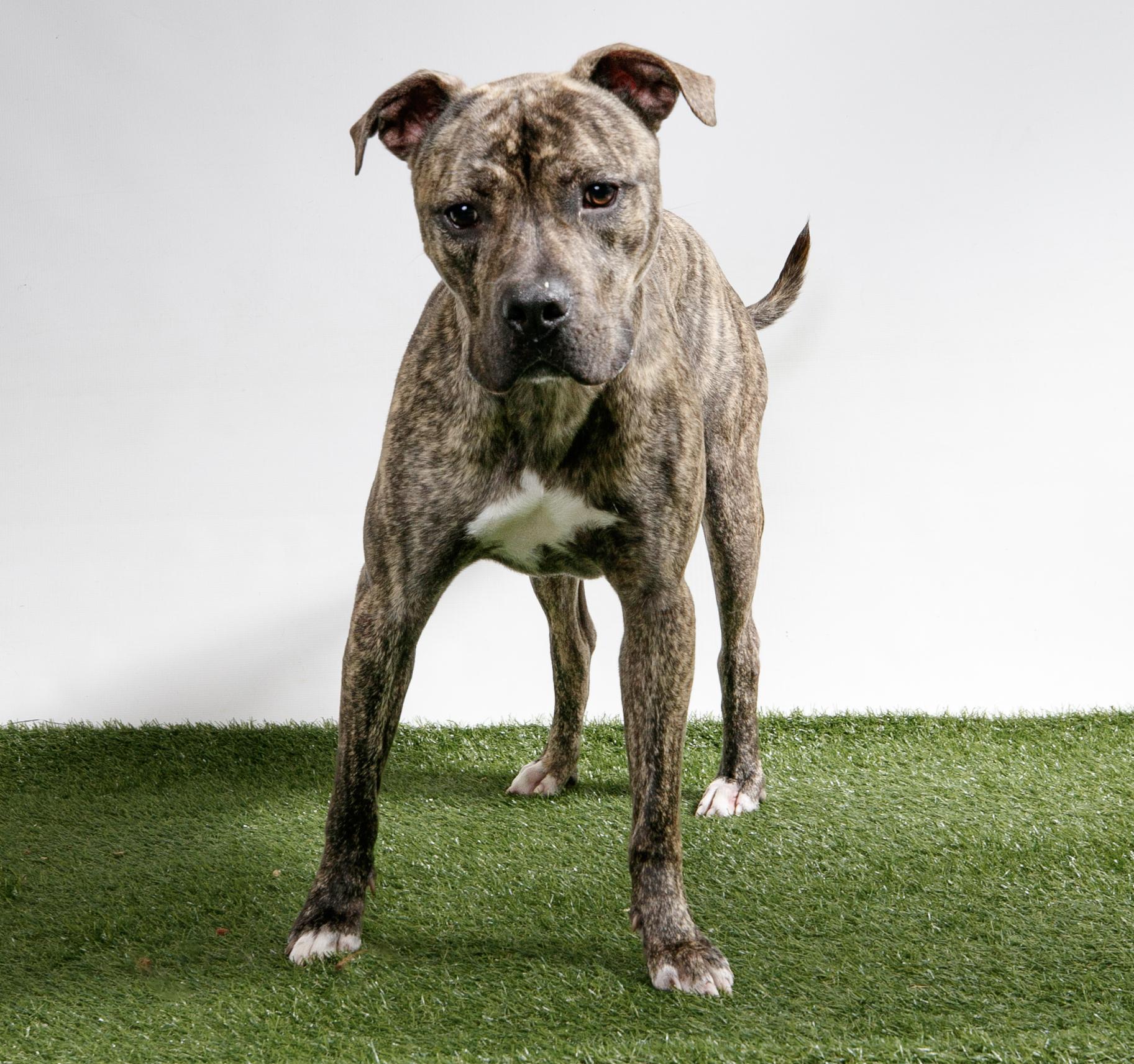 Apollo, Adopted, Young Male Cane Corso.