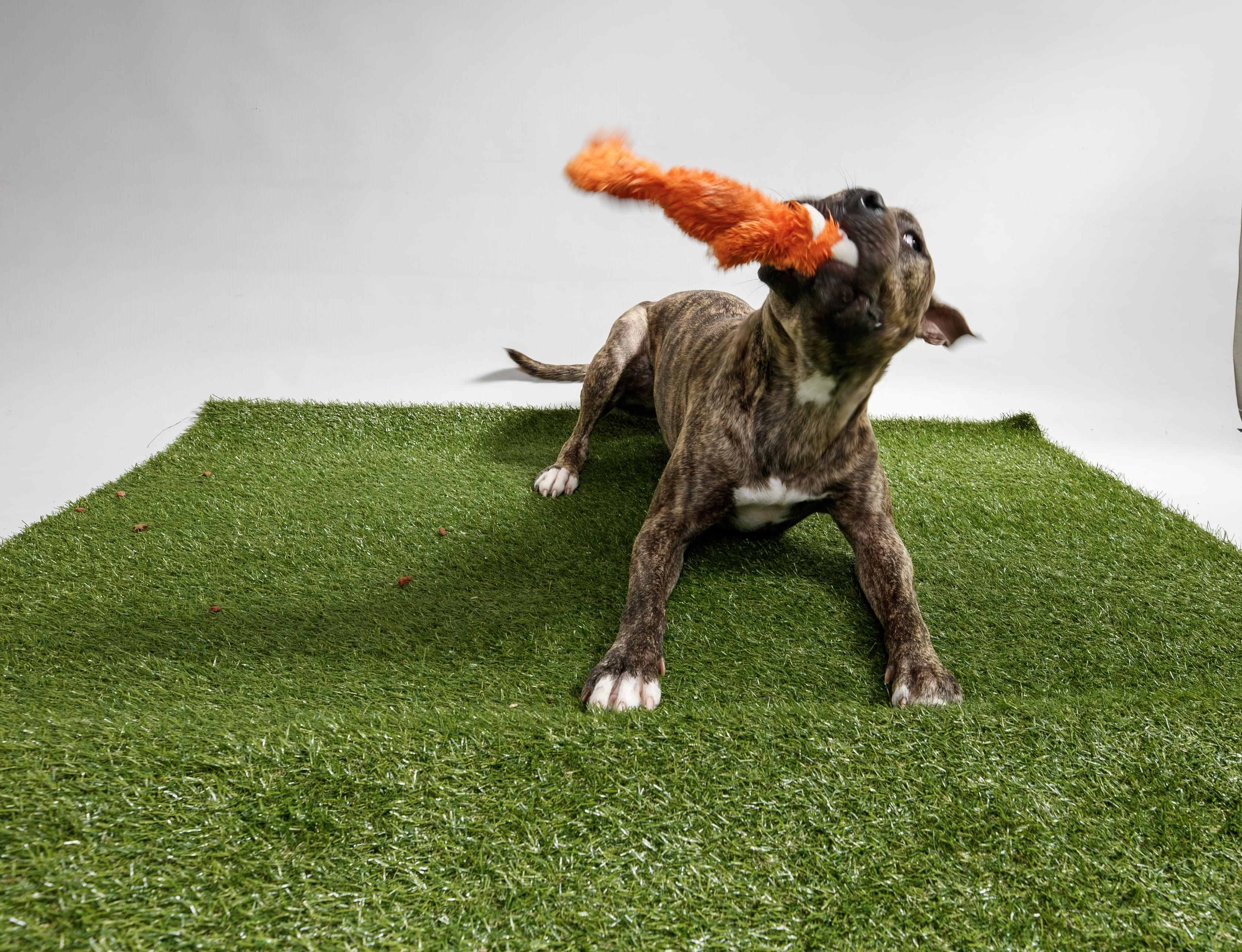 Enlarge Apollo, a Adopted Cane Corso in Harvey , LA image 6/6
