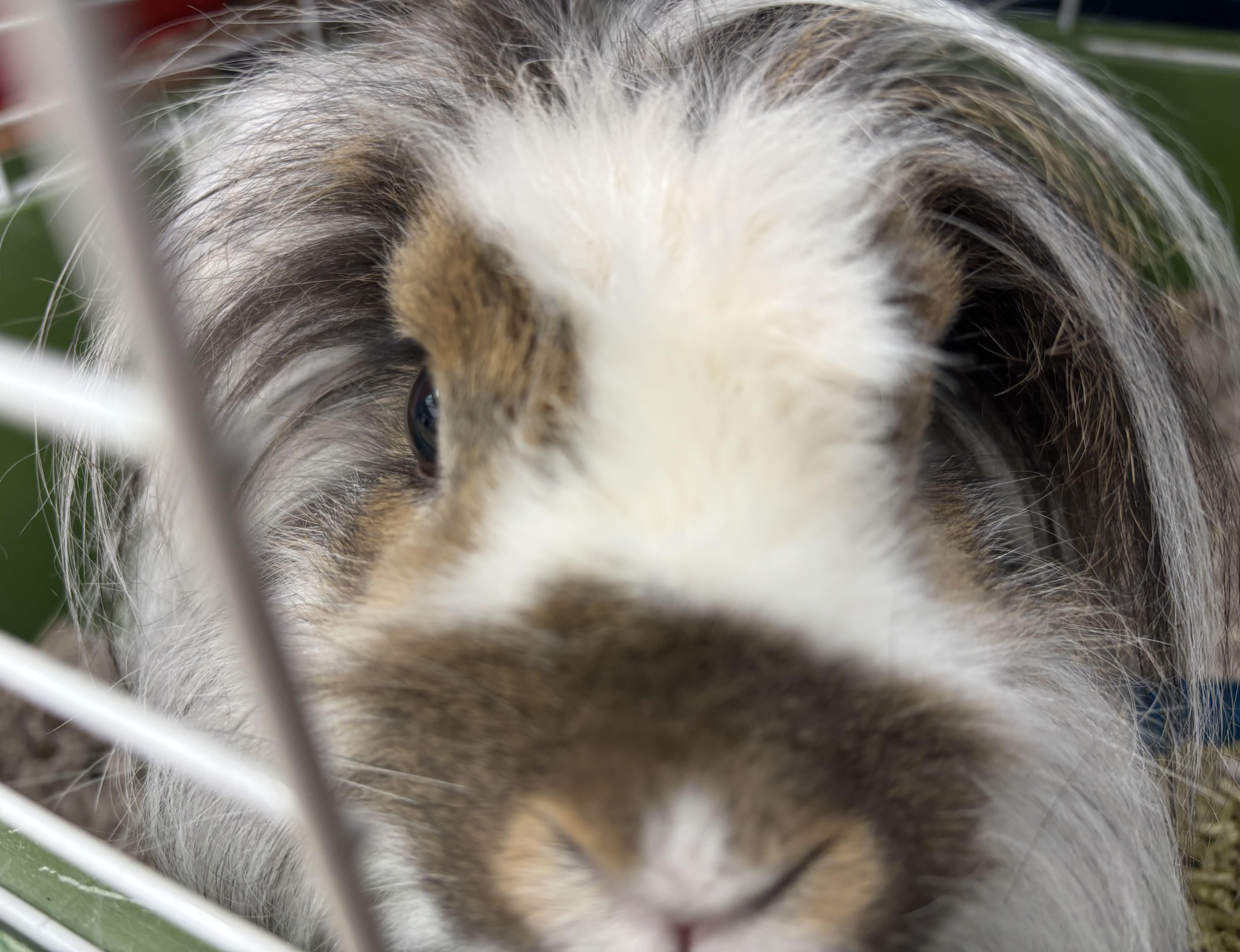 Enlarge Bunnelby, a Adopted Lionhead in Danville, IN image 3/3