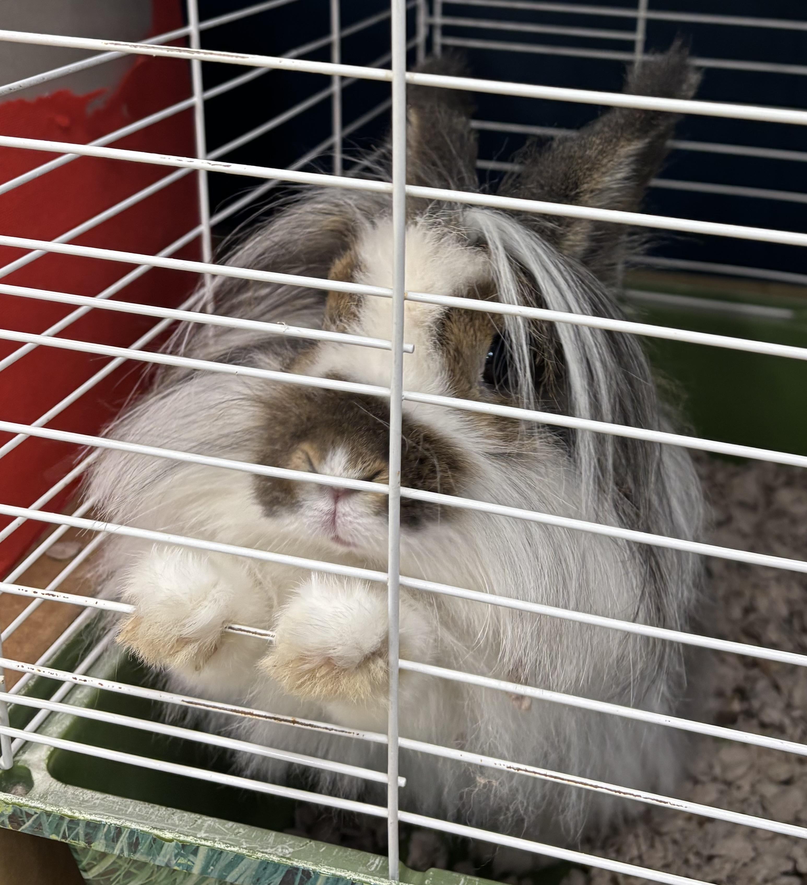 Enlarge Bunnelby, a Adopted Lionhead in Danville, IN image 2/3