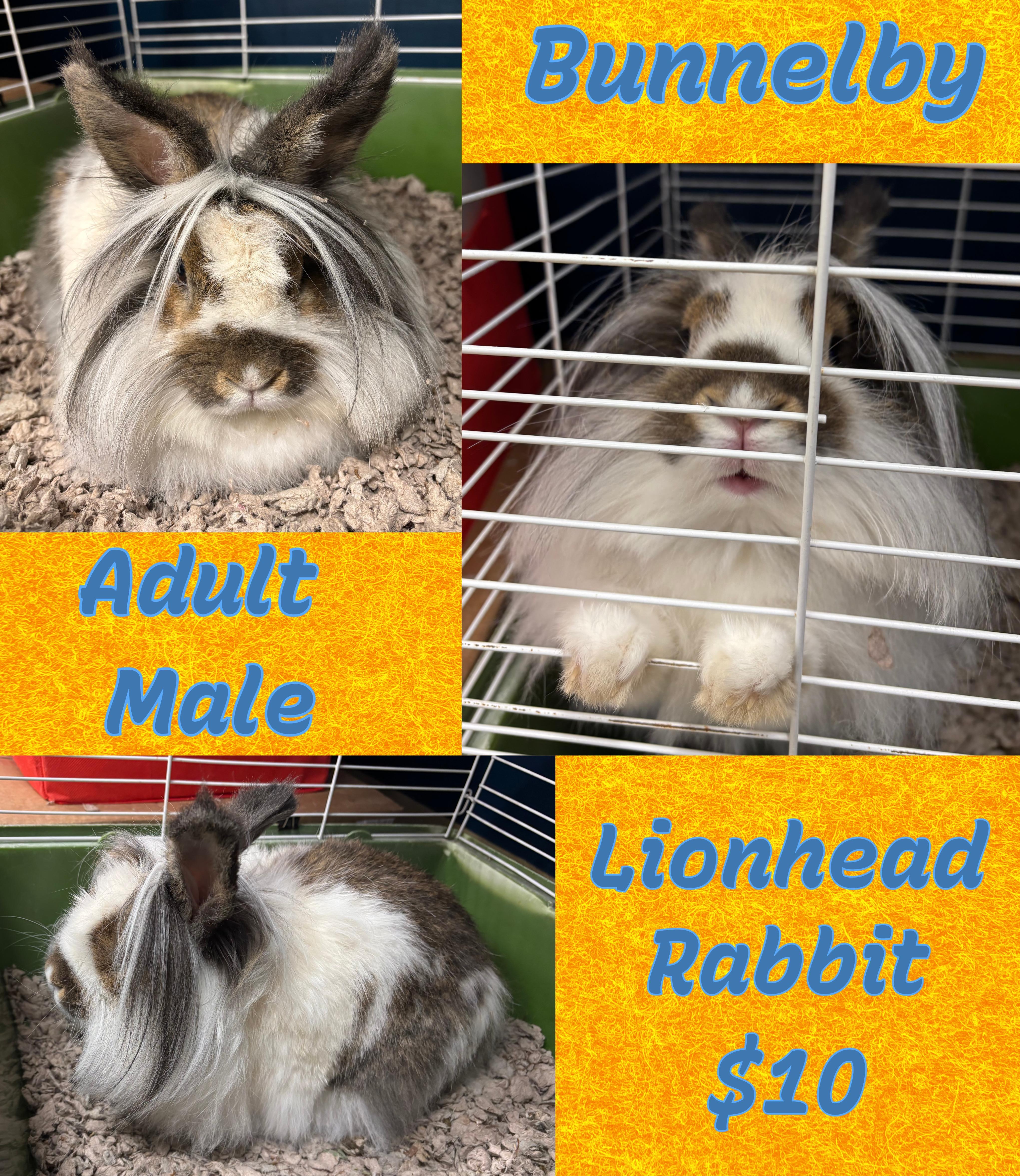 Bunnelby, Adopted, Adult Male Lionhead.