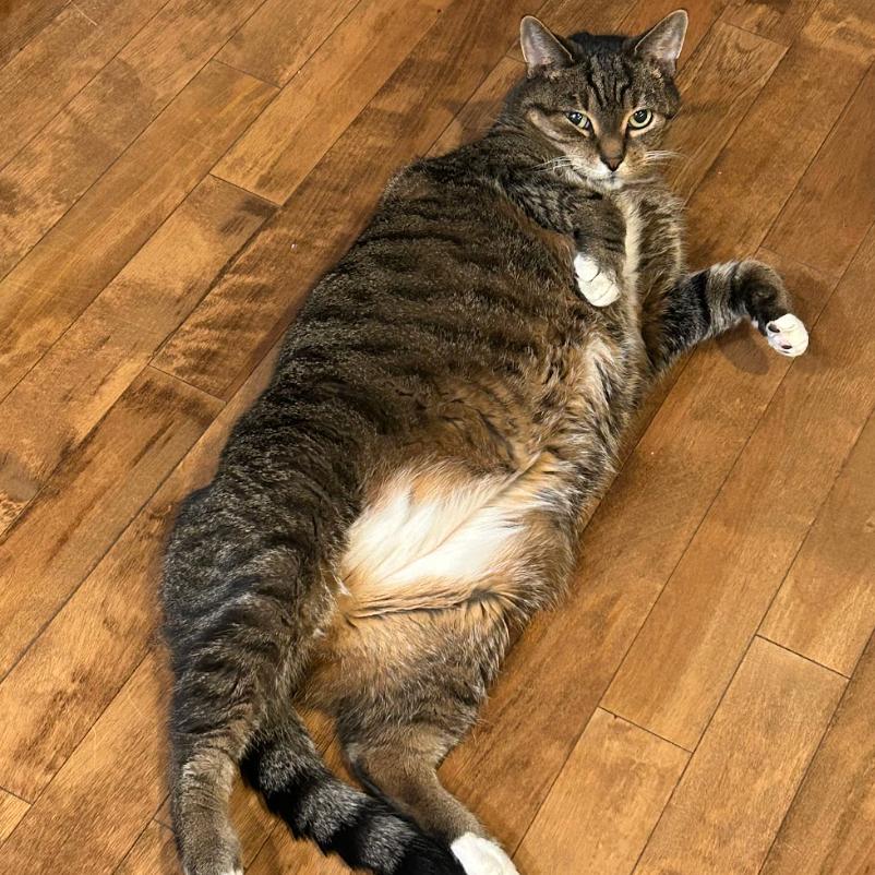 Orville, a Adoptable Domestic Short Hair in Chicago, IL image 1/6