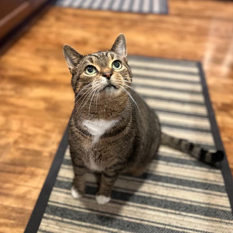 Orville, a Adoptable Domestic Short Hair in Chicago, IL image 2/6