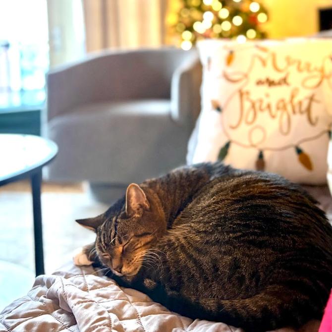 Orville, a Adoptable Domestic Short Hair in Chicago, IL image 3/6