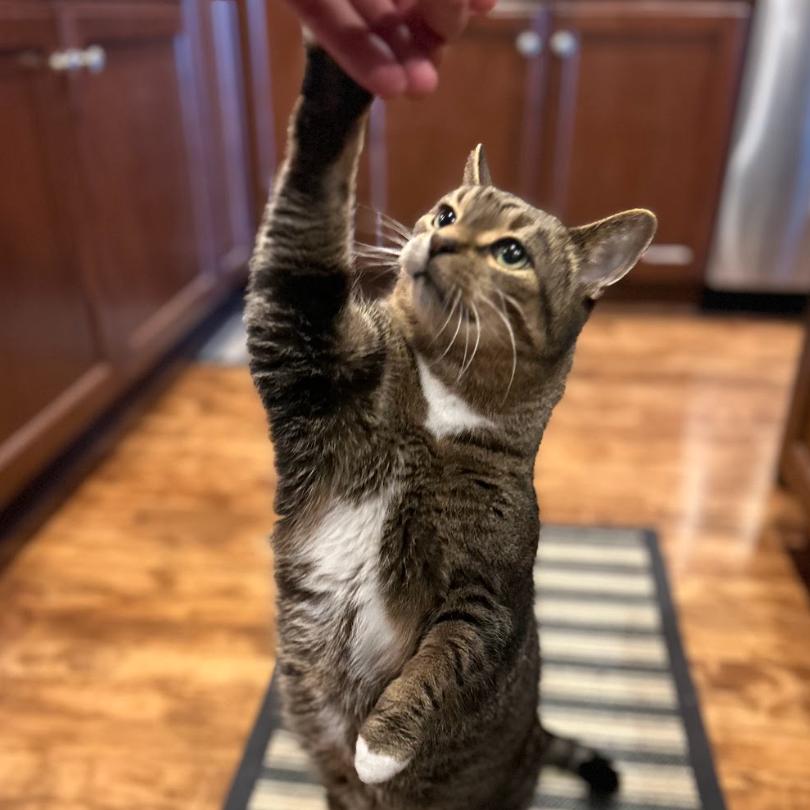 Orville, a Adoptable Domestic Short Hair in Chicago, IL image 4/6