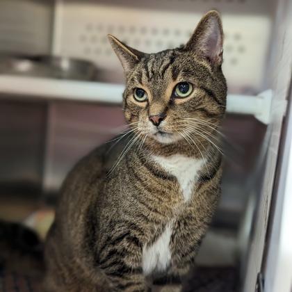 Orville, a Adoptable Domestic Short Hair in Chicago, IL image 5/6