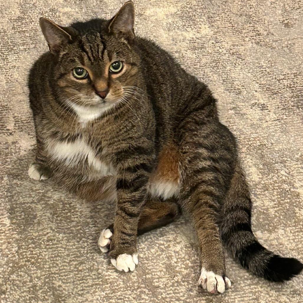 Orville, a Adoptable Domestic Short Hair in Chicago, IL image 6/6