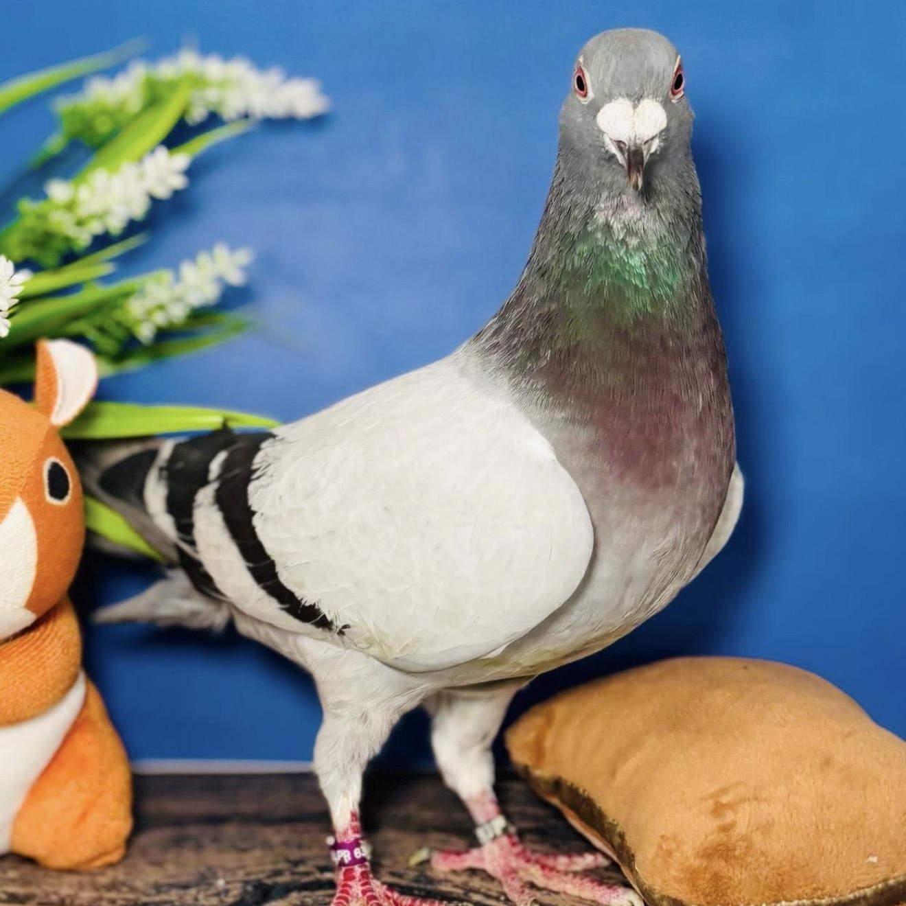 Enlarge Bangles, a ADOPTABLE Pigeon in Chicago, IL image 3/3