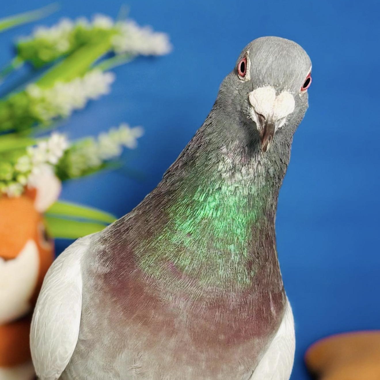 Bangles, ADOPTABLE, Adult Unknown Pigeon.