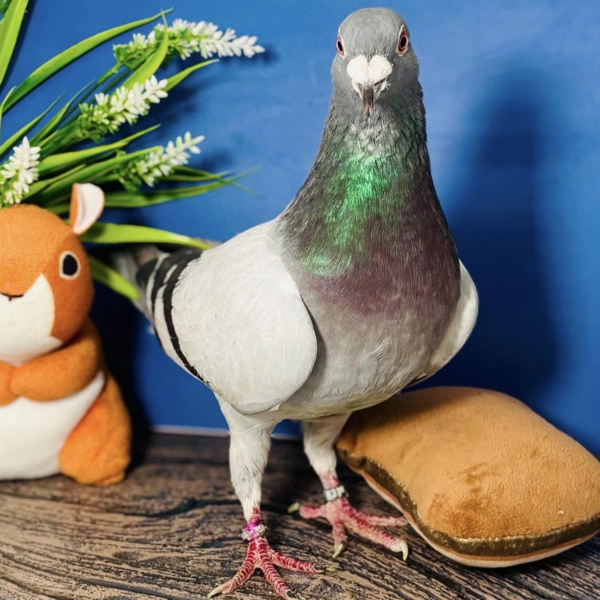 Enlarge Bangles, a ADOPTABLE Pigeon in Chicago, IL image 2/3