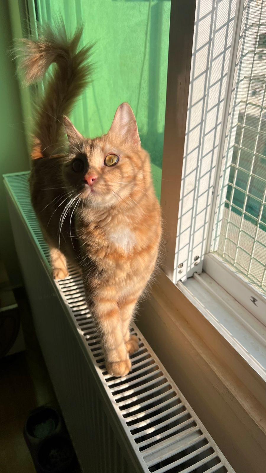 Enlarge Lily, the Gorgeous Ginger Gal, a Adoptable mixed breed in Somerset, NJ image 2/6