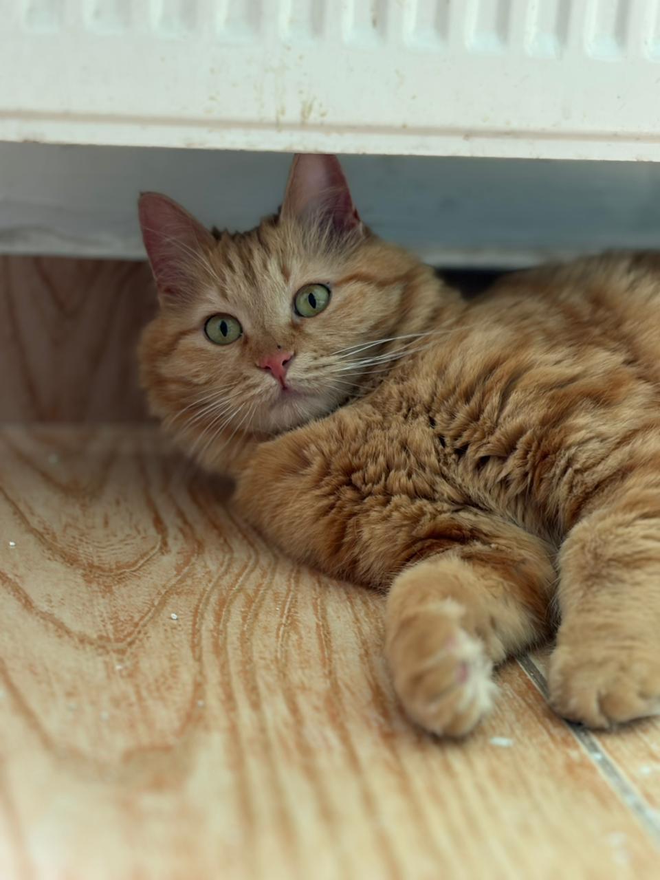 Lily, the Gorgeous Ginger Gal, Adoptable, Adult Female Domestic Long Hair.