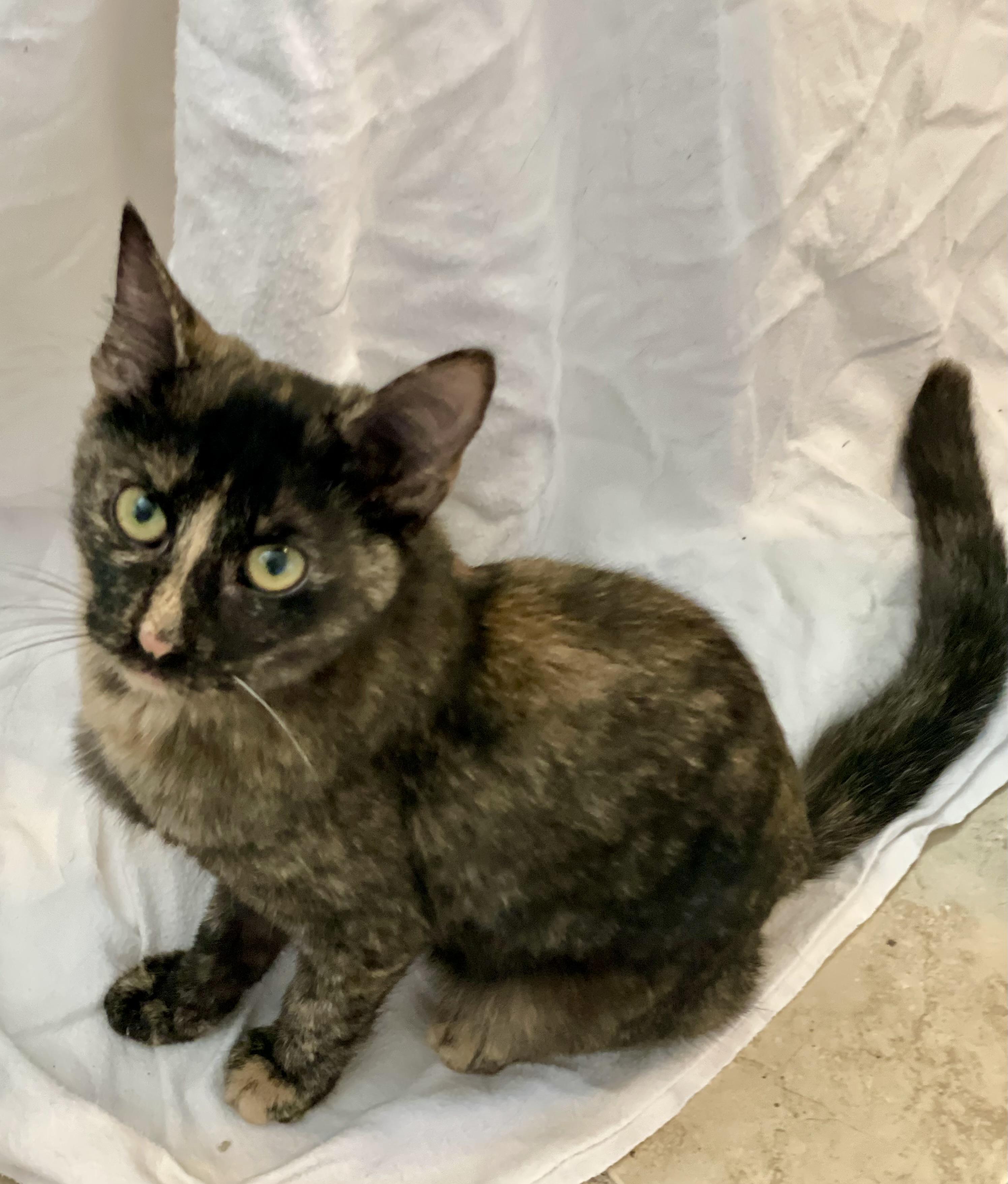 Lucy, Adoptable, Kitten Female Domestic Short Hair & Tortoiseshell.