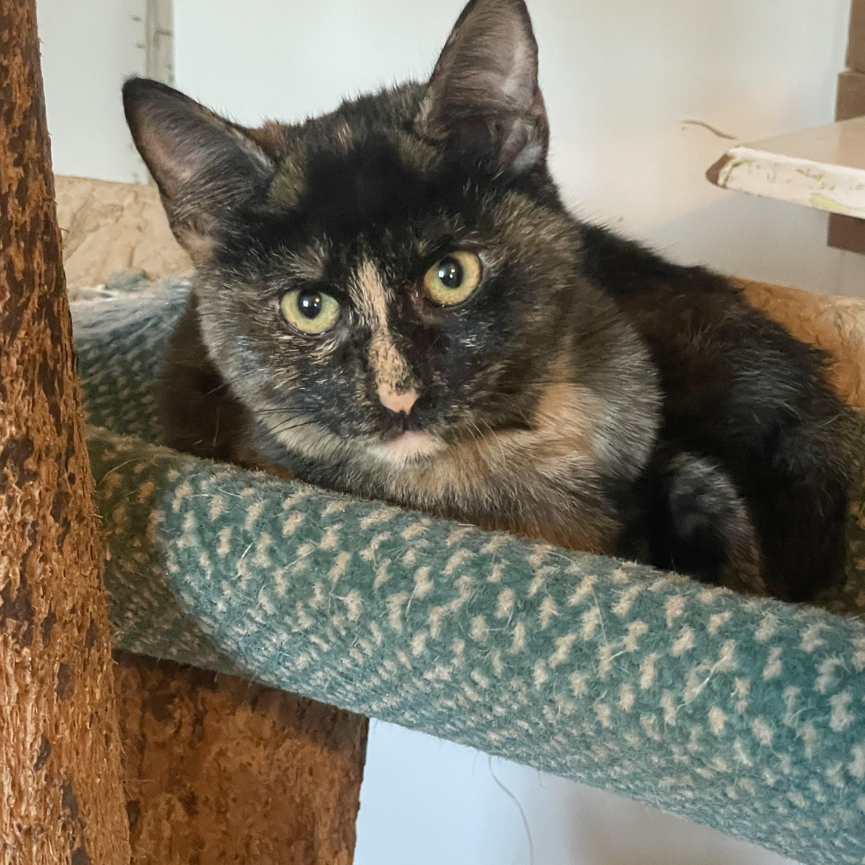 Enlarge Lucy, a Adoptable mixed breed in Lacon, IL image 2/2