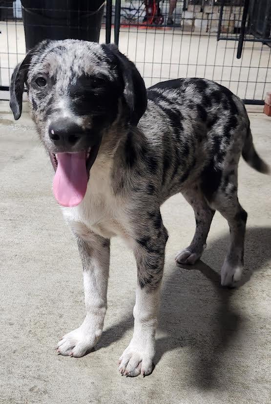 Connor, adopted, Young Male Australian Shepherd & Border Collie.